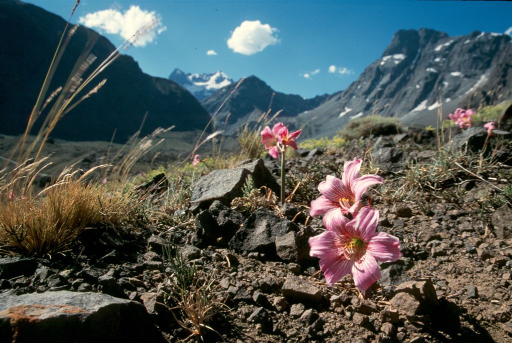 Alpine flowers3